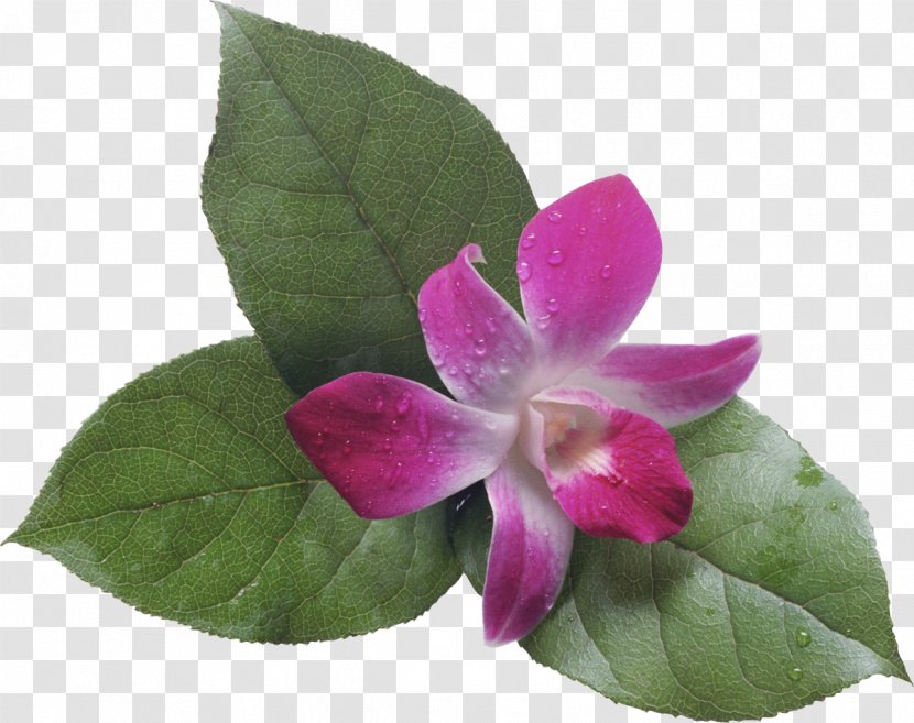 Flower Bouquet Photography Fotosearch Clip Art - Orchid Transparent PNG