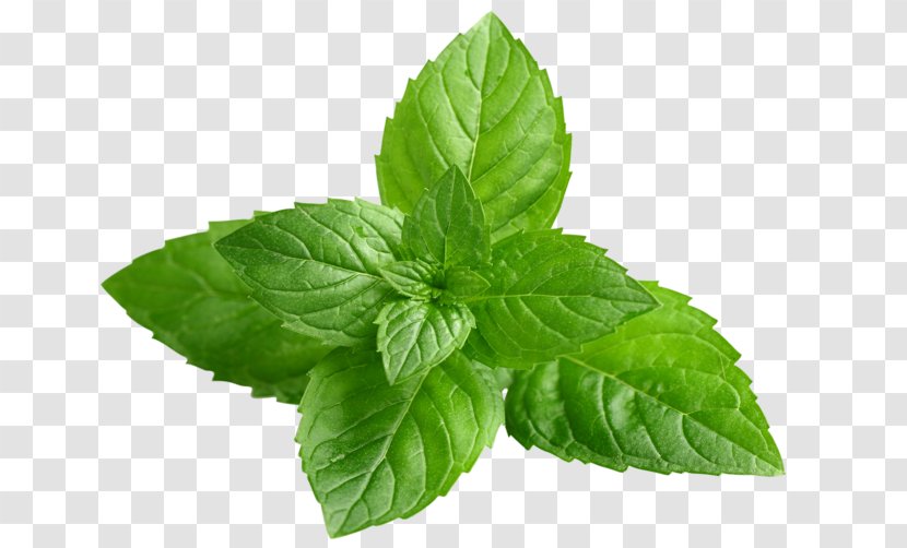 Peppermint Mentha Spicata Extract Herb Menthol - Spearmint - Spices Herbs Transparent PNG