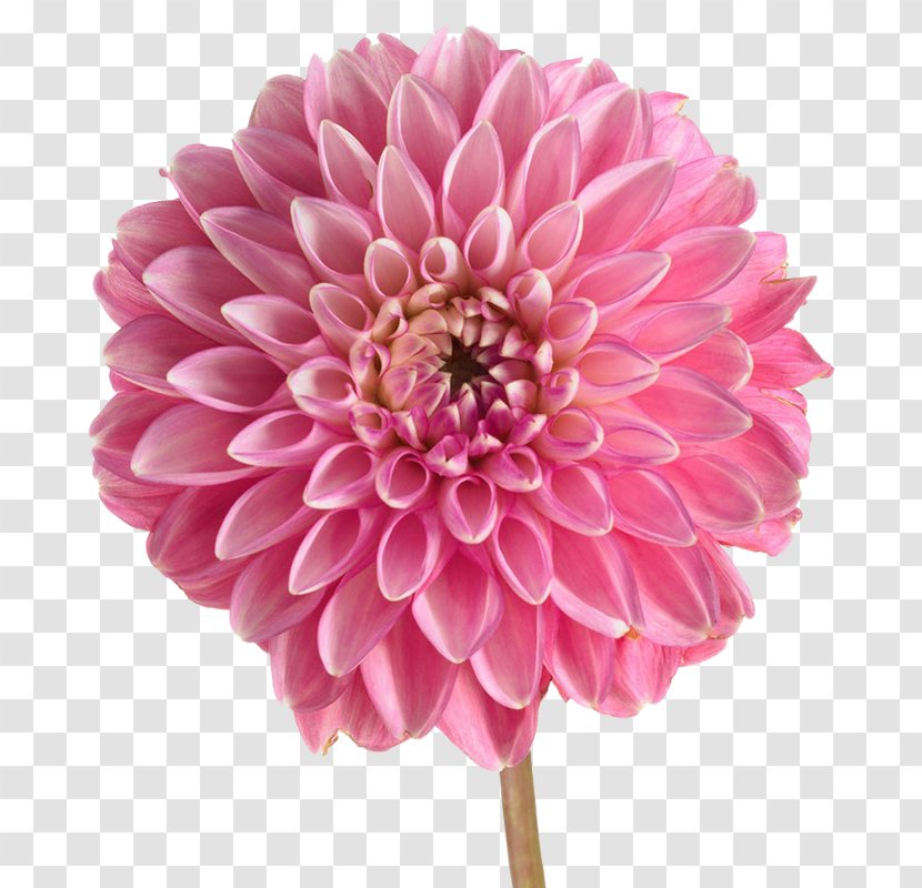 Dahlia Stock Photography Pink Flowers - Flower Transparent PNG