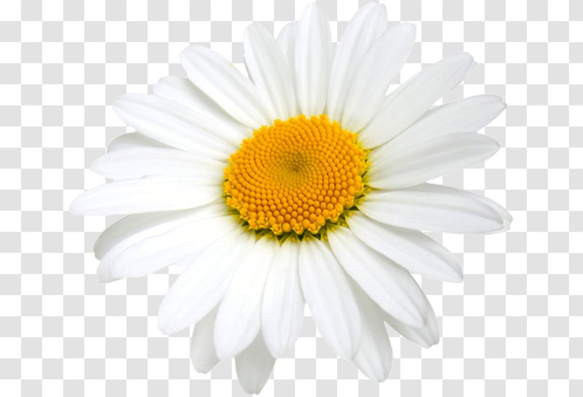 Stock Photography Clip Art - Aster - Marguerite Daisy Transparent PNG