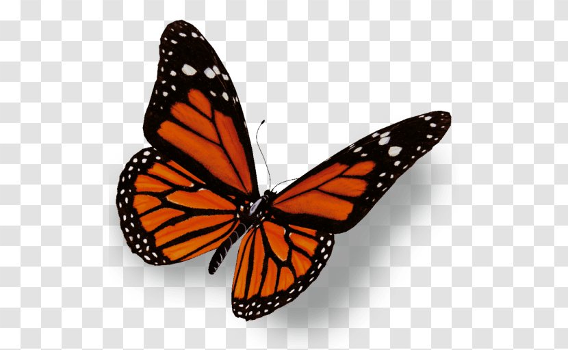 The Monarch Butterfly Insect Clip Art Transparent PNG