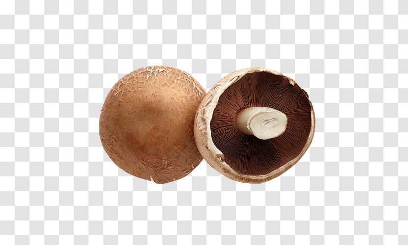 Shiitake Saxtorp Svamp AB GrönsaksMästarna Sverige Common Bean Pea - Edible Mushroom Transparent PNG