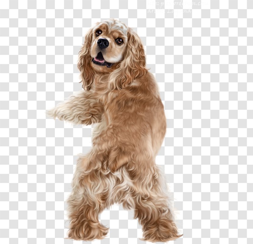 American Cocker Spaniel English Golden Retriever Field - Rare Breed Dog Transparent PNG