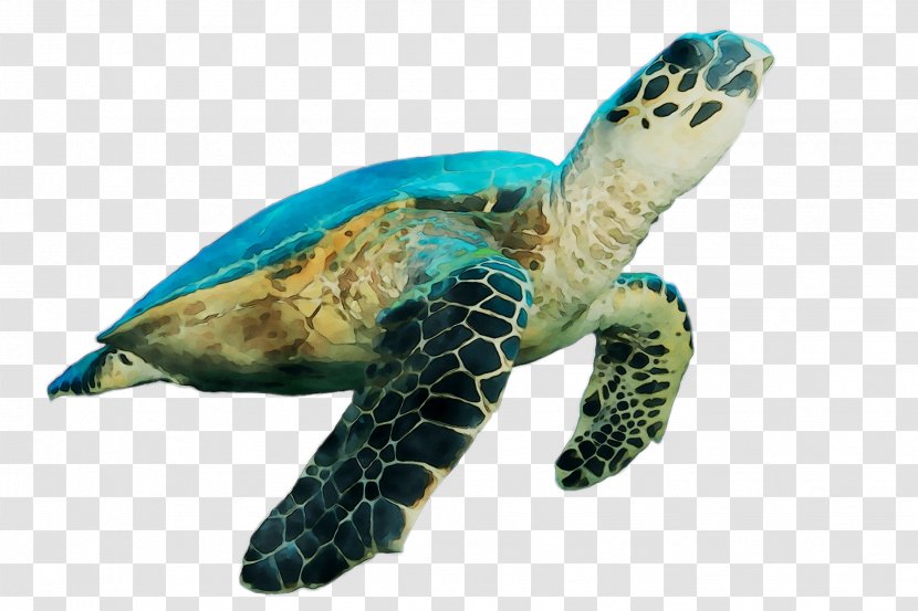 Loggerhead Sea Turtle Pond Turtles Tortoise M - Beak Transparent PNG