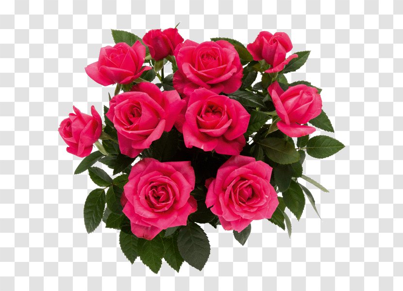 Garden Roses Kukkamia@gmail.com Cut Flowers Floral Design - Flower Arranging Transparent PNG