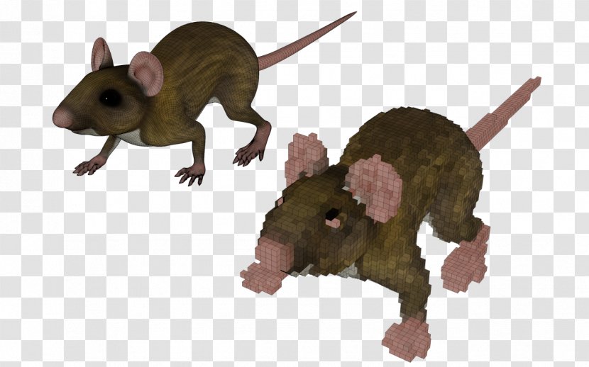 Mouse Marsupial Terrestrial Animal Snout - Rat Transparent PNG
