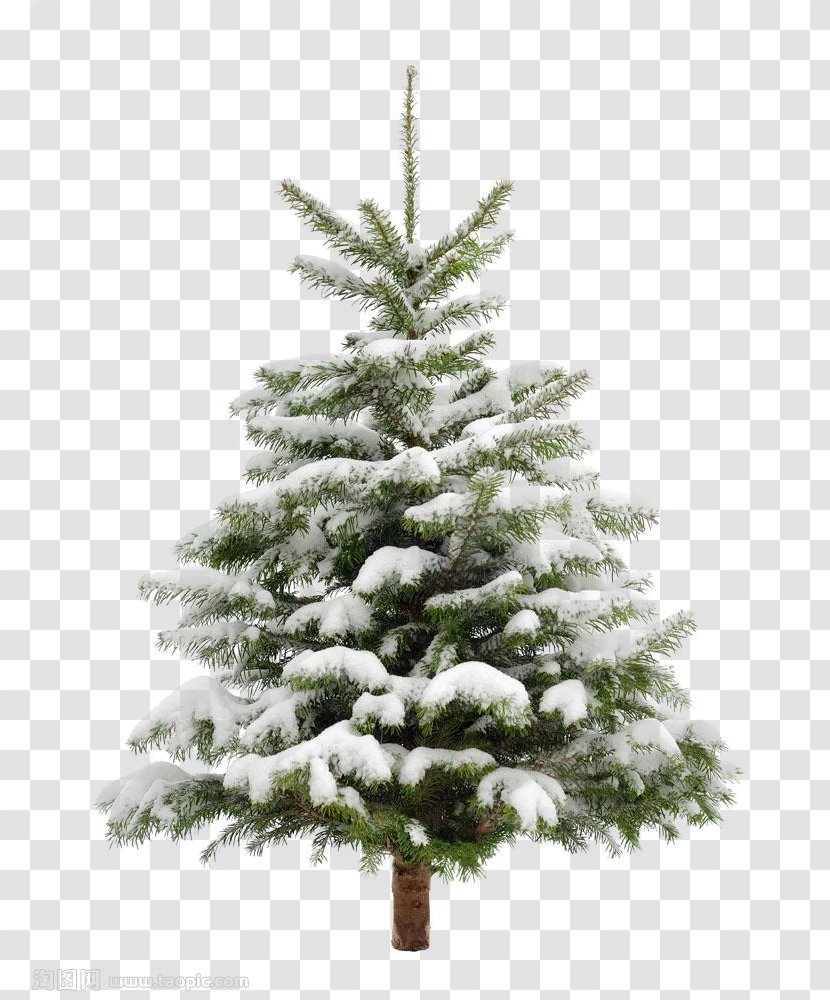 Christmas Tree Snow Fir Pine - Trees Transparent PNG
