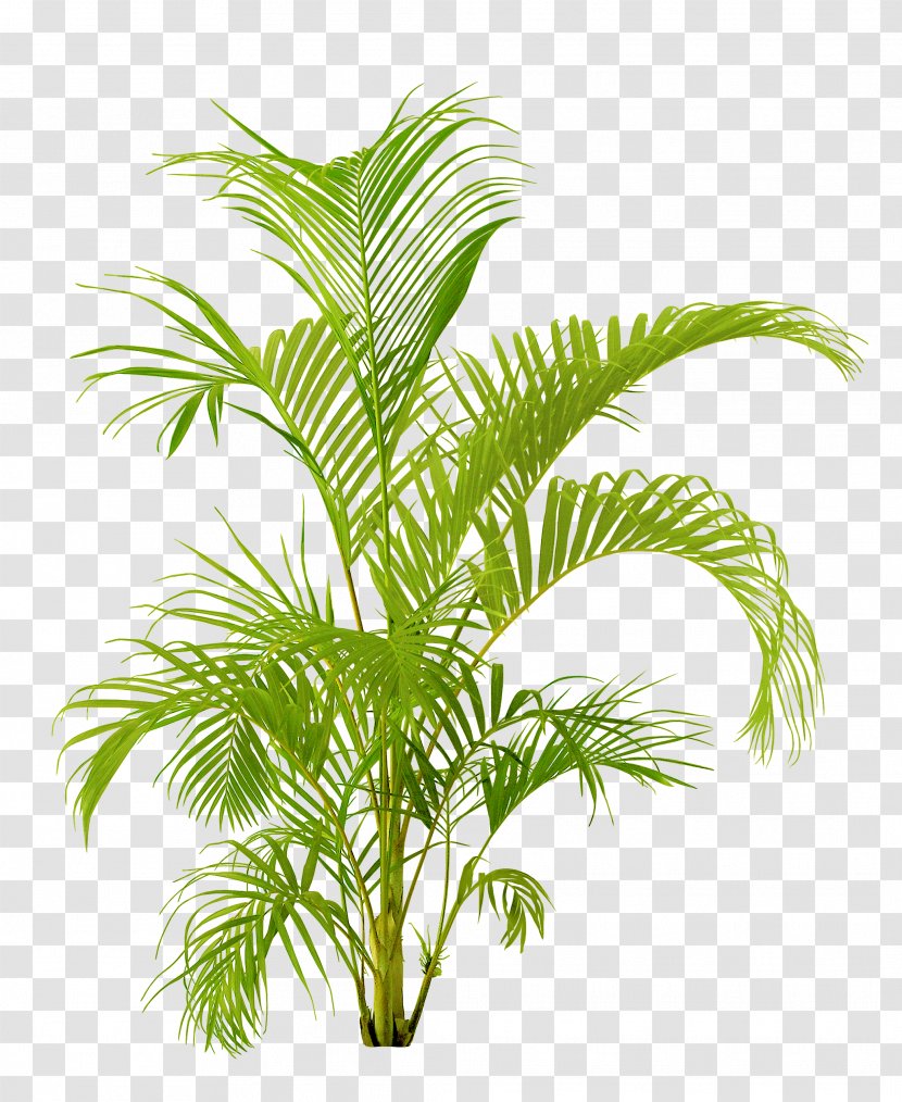 Houseplant Flowerpot - Date Palm - Plant Transparent PNG