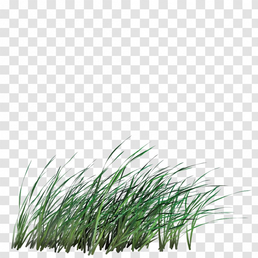 Sweet Grass Image Clip Art Grasses - Pine - Ireland Transparent PNG
