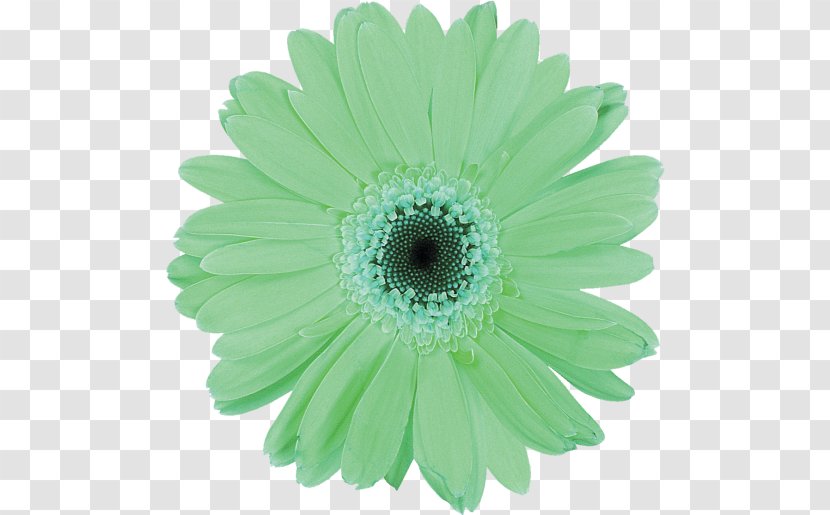 Chrysanthemum Gerbera Jamesonii Common Daisy Cut Flowers Family - Annual Plant Transparent PNG