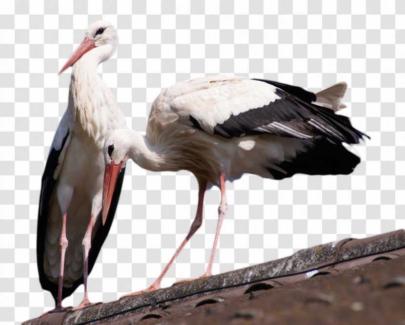 Crane Bird Ink Wash Painting - Feather - Standing On The Roof Transparent PNG