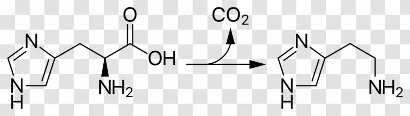 Histidine Decarboxylase Decarboxylation Tyrosine Catalysis - Watercolor - Silhouette Transparent PNG