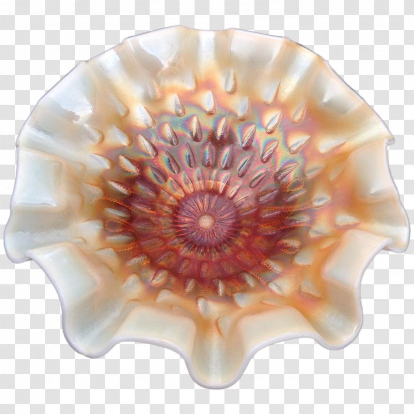 Seashell Cockle Conchology Transparent PNG