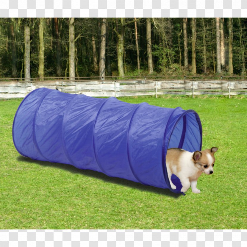 Dog Agility Border Collie Rough Breed Obedience Training - Hurdle Transparent PNG