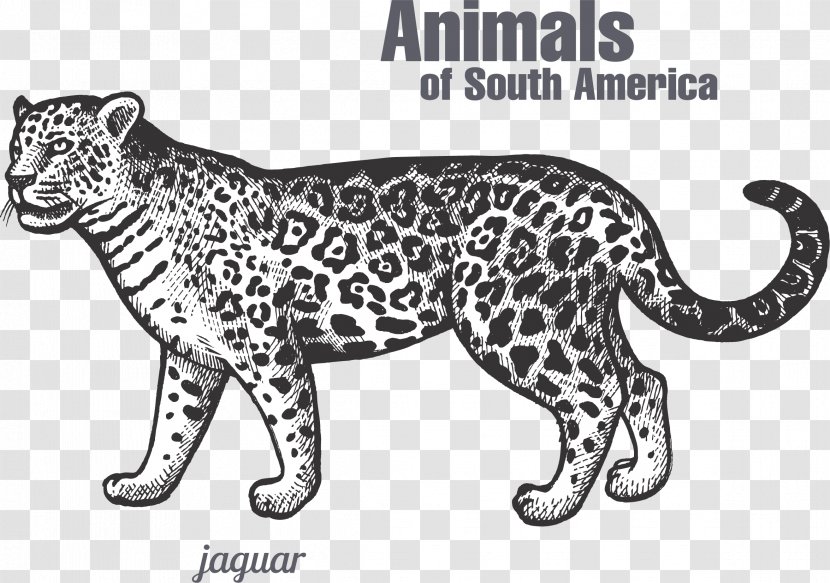 Jaguar Leopard Tiger Black Panther Felidae - And White - South America Transparent PNG