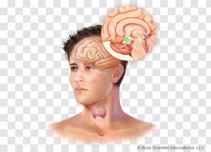 Forehead Headgear - Neck - Pituitary Gland Health Transparent PNG