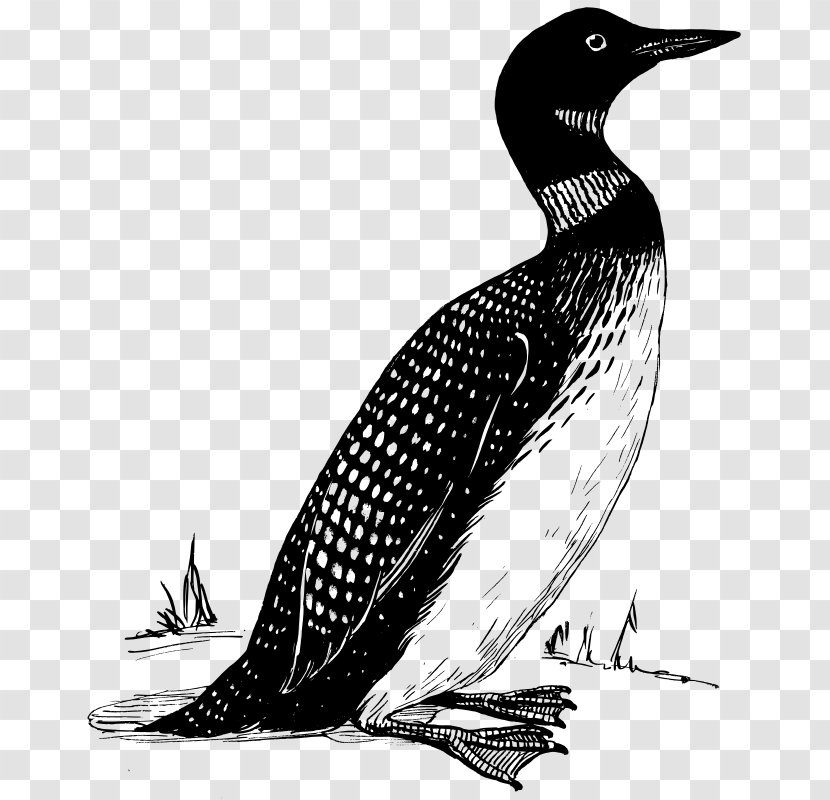 Bird Common Loon Penguin Clip Art Transparent PNG