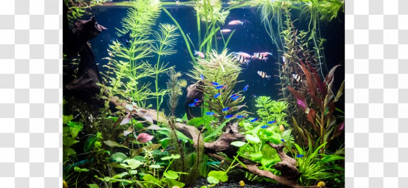 Aquariums Tetra Fish Photography - Aquatic Plants Transparent PNG