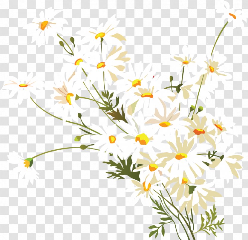Common Daisy Chamomile Flower Clip Art - Plant Transparent PNG