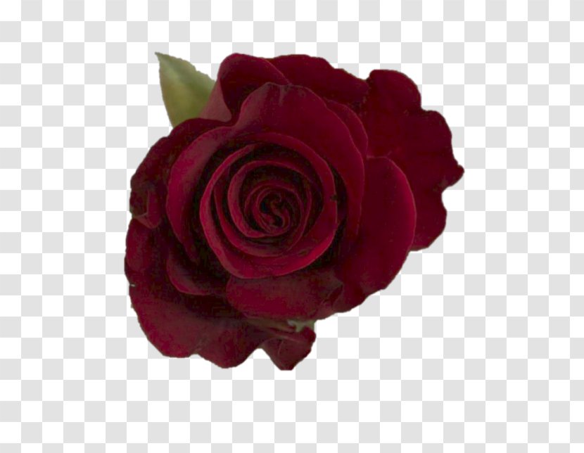Garden Roses Cabbage Rose Floribunda Cut Flowers Burgundy - Ballet Dancer Transparent PNG