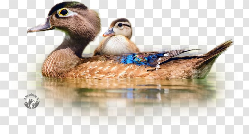 Duck Bird Cygnini Mallard Desktop Wallpaper - Animal Transparent PNG