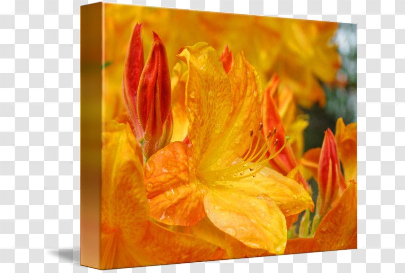 Canna Rhododendron Acrylic Paint Rectangle Tray - Yellow - Flower Transparent PNG
