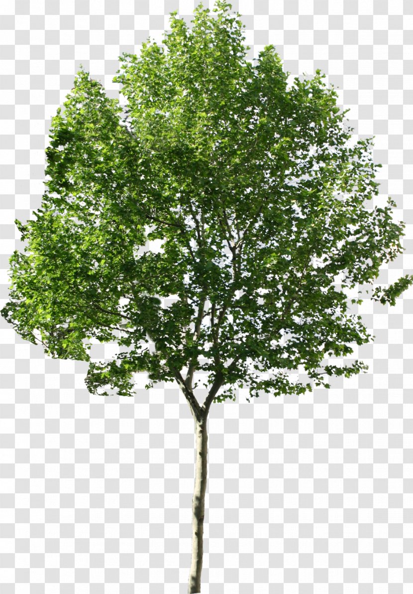 Rendering - Woody Plant - Tree Transparent PNG