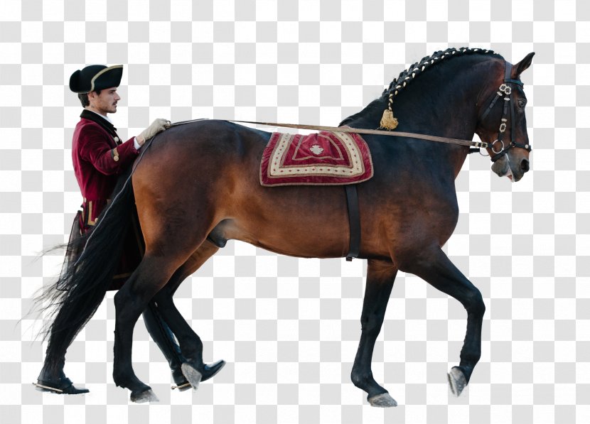 Hunt Seat Stallion Equestrian Horse Rein - Equitation Transparent PNG