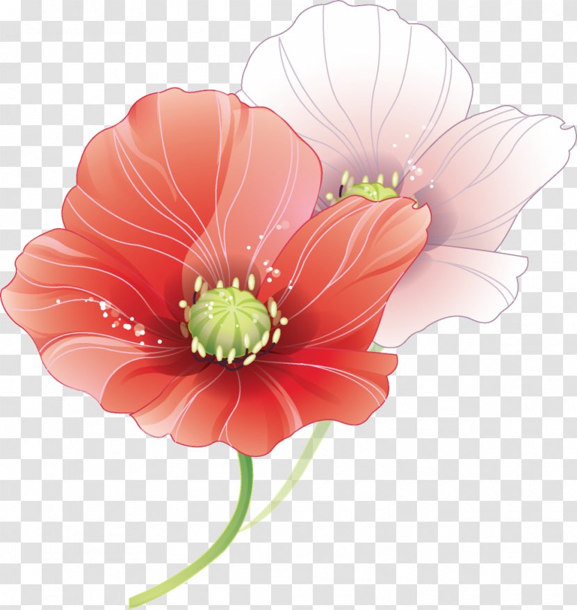 Photography Flower Clip Art - Plant - 19 Mayis Transparent PNG