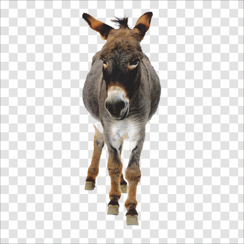 Donkey - Mane - Horse Like Mammal Transparent PNG