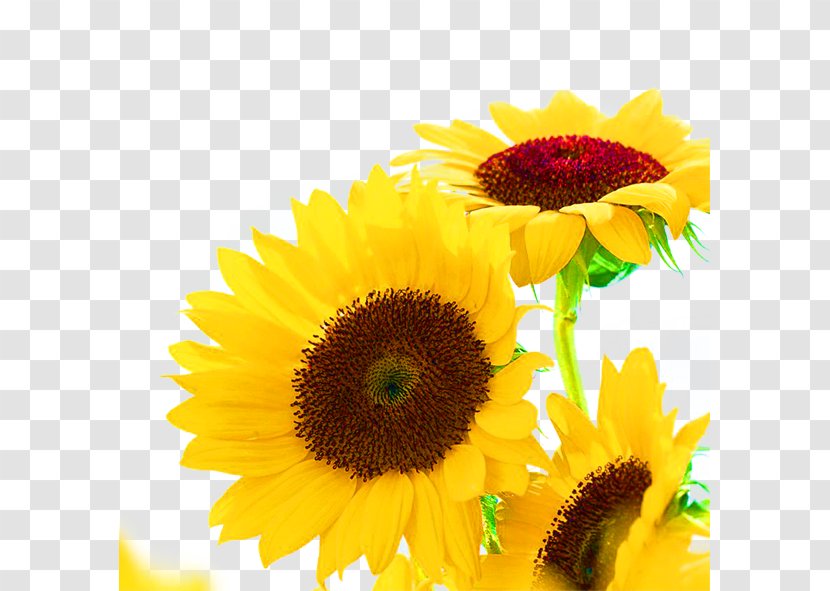 Common Sunflower Seed Oil - Yellow Sunflowers Transparent PNG