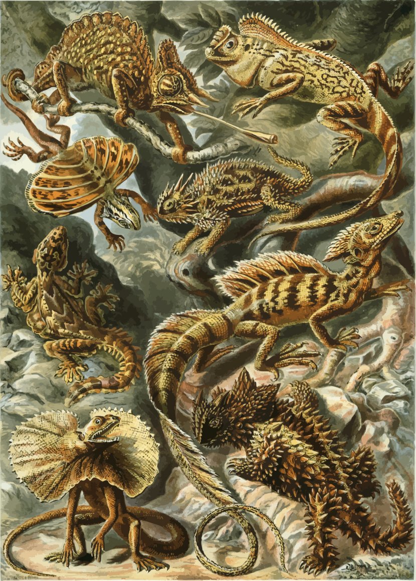 Art Forms In Nature Biologist Botanical Illustration Natural History Printmaking - Science - Lizard Transparent PNG