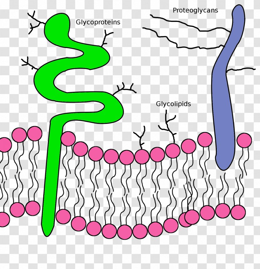 Lipid Bilayer Phospholipid Glycoprotein Cell Membrane - Human Behavior - Science Transparent PNG