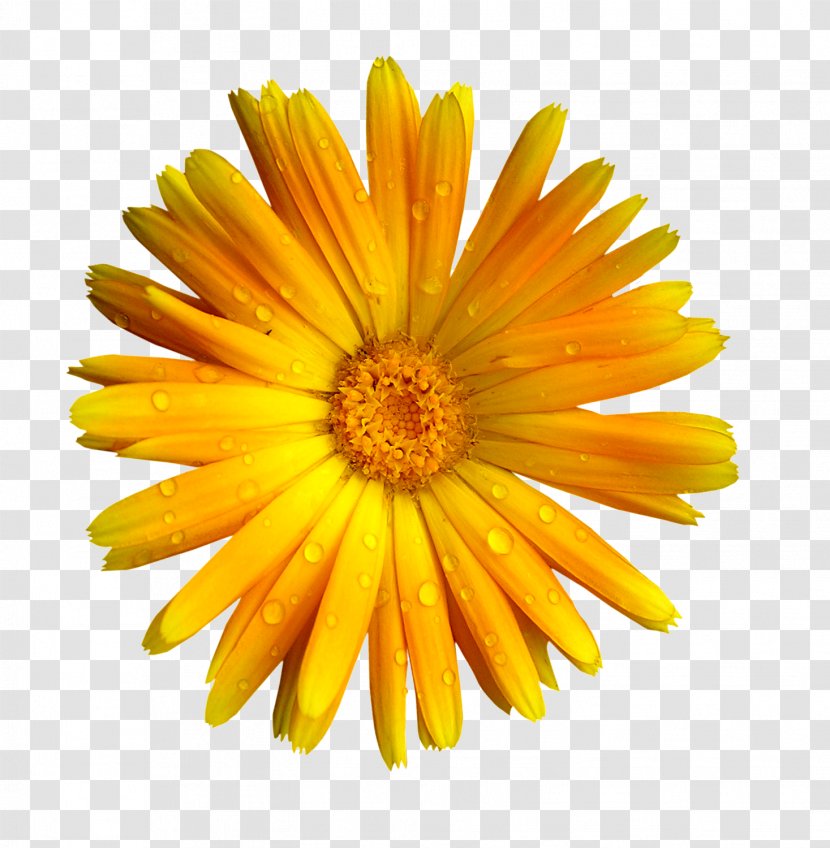 Flower Image English Marigold Petal Photography Transparent PNG