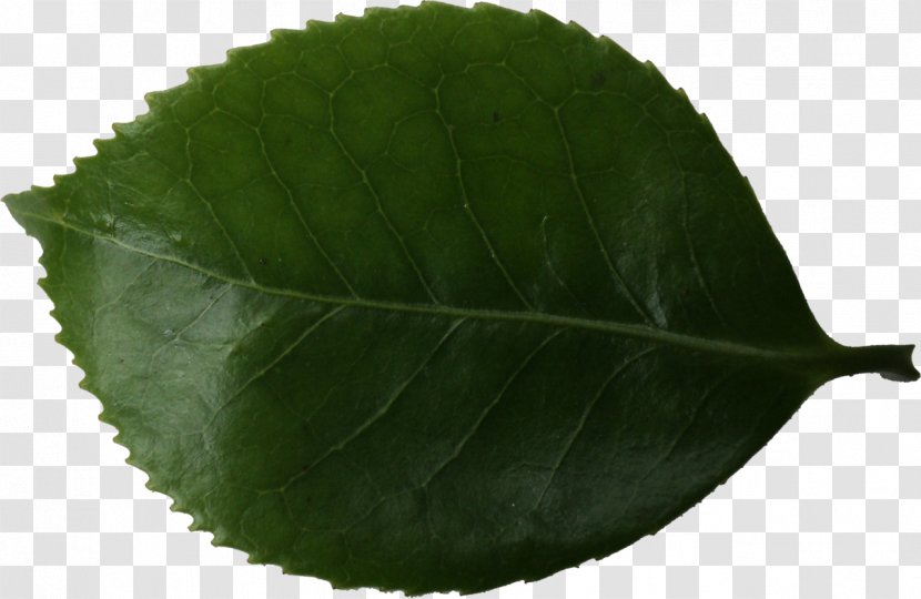 Plant Leaf - Leaves Transparent PNG