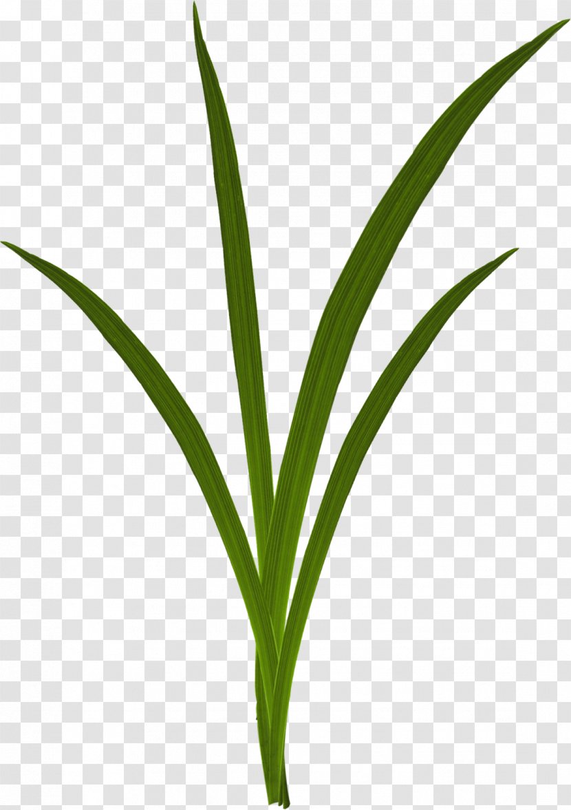 Grasses Download - Grass - Green Transparent PNG