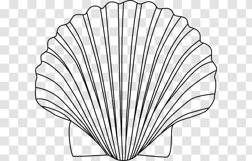 Seashell Drawing Clip Art - Wing Transparent PNG