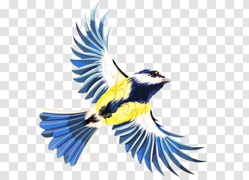 Blue Jay Great Tit Bird Download Graphics - Songbird - Beak Transparent PNG