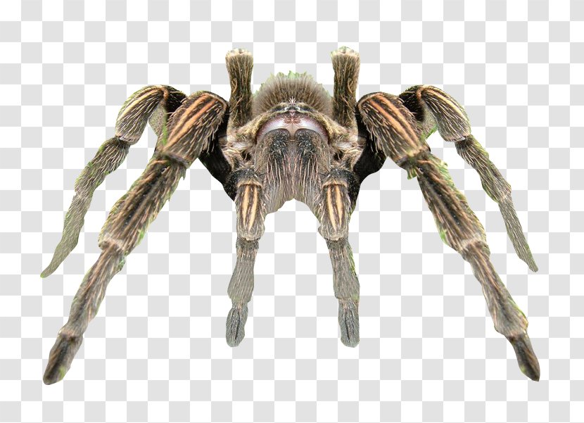 Spider Tarantula Rendering - Film - Transparent Background Transparent PNG