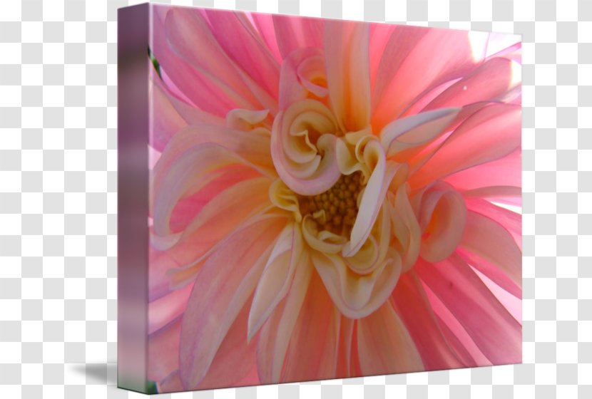 Transvaal Daisy Floristry Cut Flowers Rose Family Dahlia - Watercolor Transparent PNG