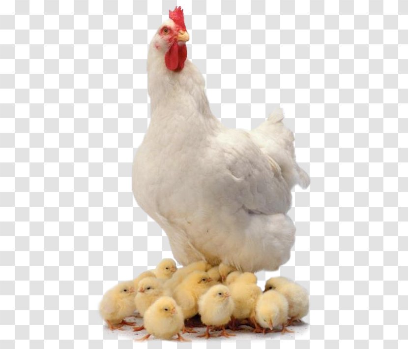 Chicken Curry Broiler Farm Animals: Chickens - Meat - And Cubs Transparent PNG