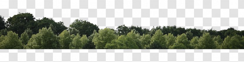 Nature Natural Environment Sky Tree Wilderness - Biome - Panorama Land Lot Transparent PNG