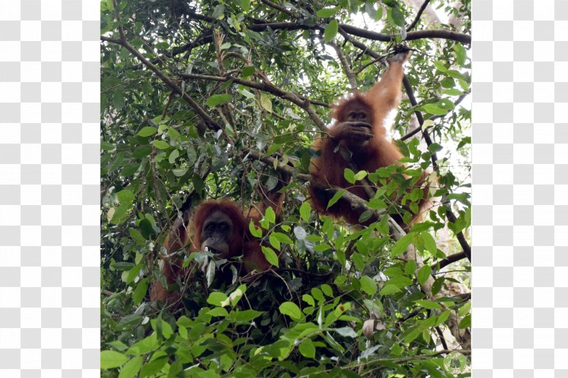 Orangutan Sumatra Jungle Trek Bukit Lawang-Jungle Trekking Nature Reserve Monkey - Rainforest Transparent PNG