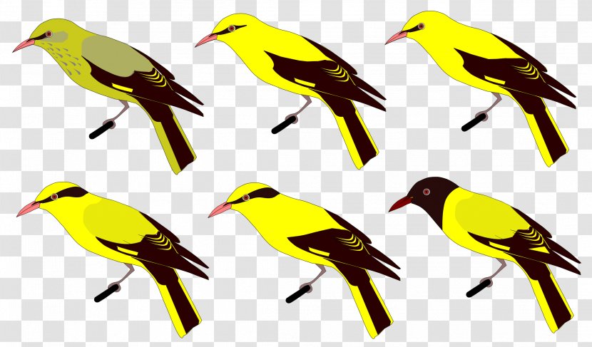 Eurasian Golden Oriole Indian Bird Mountain Finches - Wing Transparent PNG