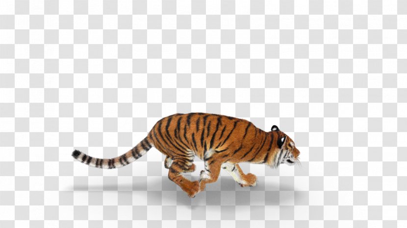 Tiger Cat Wildlife Safari Park - Animal Figure Transparent PNG