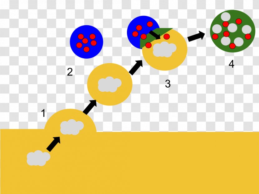 Lysosome Cell Biology Organelle Biological Membrane - Diagram - Phagocyte Map Transparent PNG