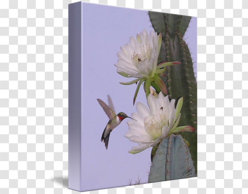 Hummingbird Cactaceae Flower Desert Botanical Garden - Pin - Watercolor Succulent Transparent PNG