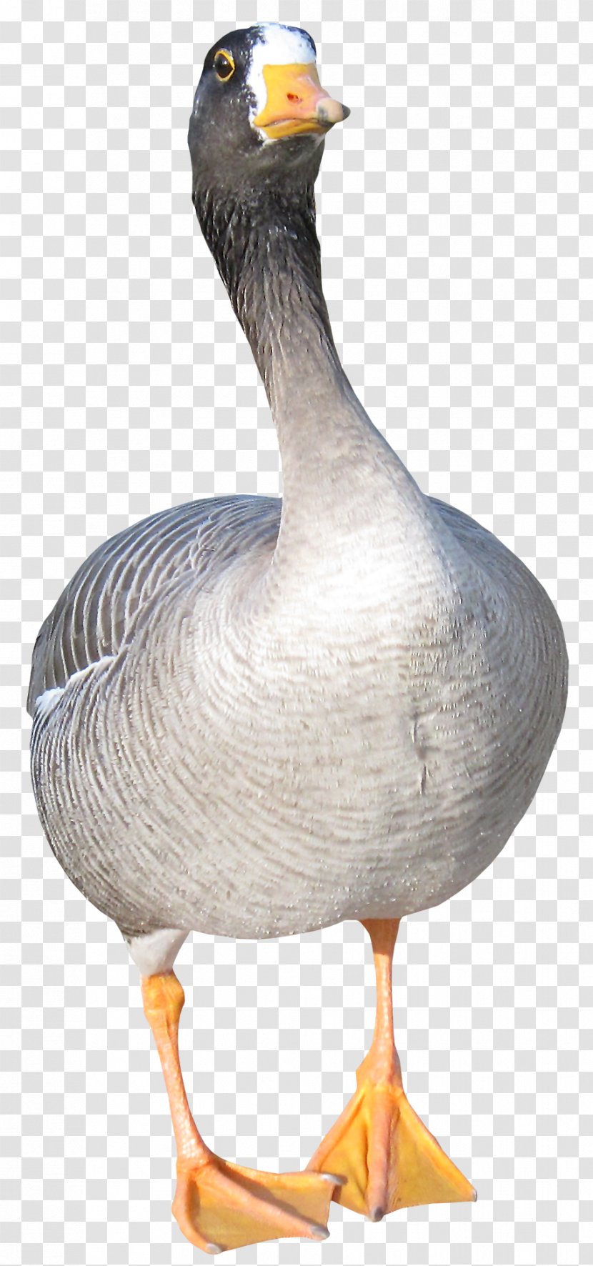 Duck Goose Bird Clip Art - Ducks Geese And Swans Transparent PNG