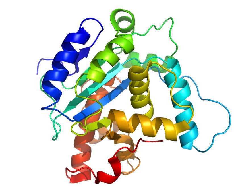 Protein Structure Amino Acid Biology - Flower - Proteins Cliparts Transparent PNG