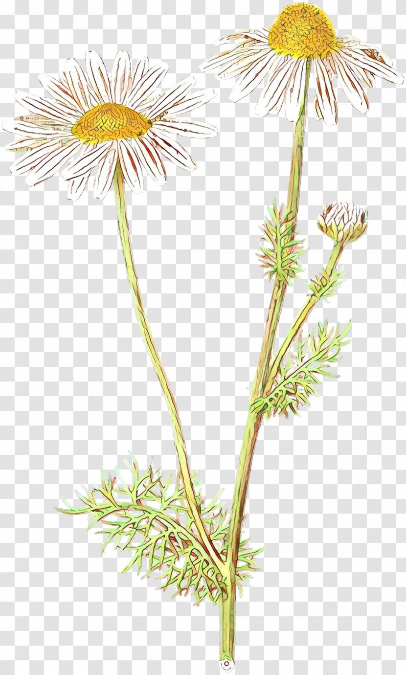 Dandelion Chrysanthemum Oxeye Daisy Roman Chamomile Plant Stem - Flowering - Wildflower Transparent PNG